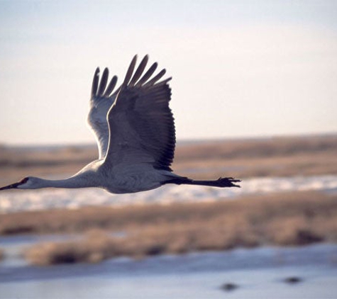 Naturalist Journeys - San Simon, AZ