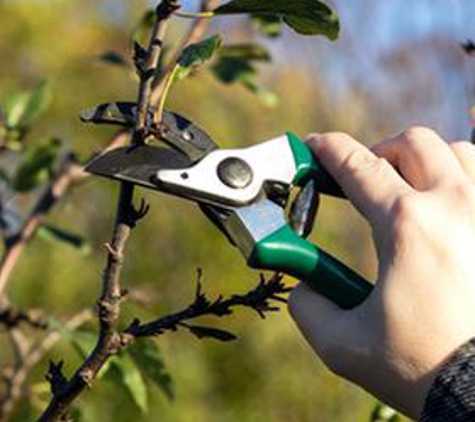 Larry's Tree Care - Stockton, CA