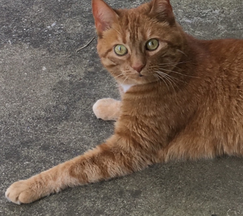 Bellefonte Animal Clinic - Russell, KY. Yodi Age 12