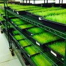 Green Grass Life - Artificial Grass