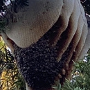 Bee Removal Pros - Beekeepers
