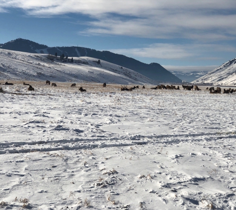 National Elk Refuge - Jackson, WY