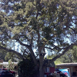 Chads Chippers Tree Service - Lancaster, CA