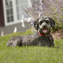 Dogwatch of Chattanooga - Fence-Sales, Service & Contractors