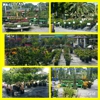 Meyer's Turf & Landscape Nursery gallery