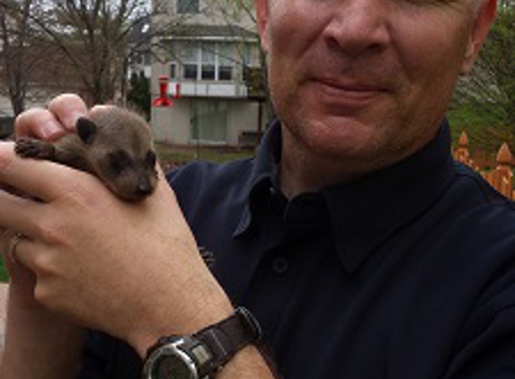 Aces Wildlife Removal - Imperial, MO. baby raccoon removed from attic