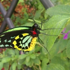 Butterfly World