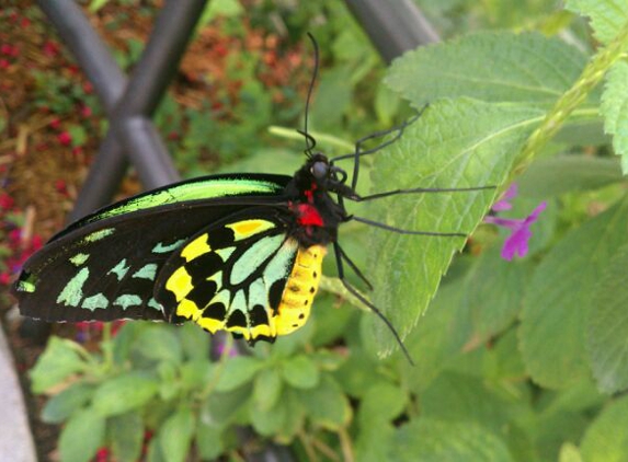 Butterfly World - Coconut Creek, FL