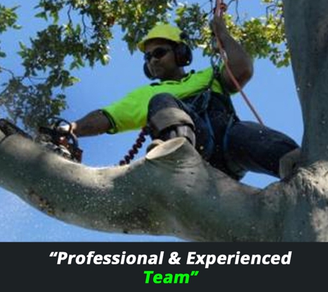 A Accurate Tree Services - Joyner, QLD. Professional & Experienced Team