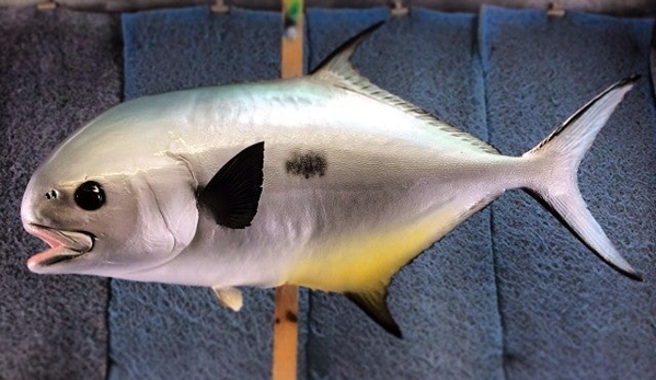 New Wave Taxidermy - Stuart, FL