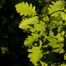 South Bay Trees - Tree Service