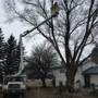 Miller Tree Service