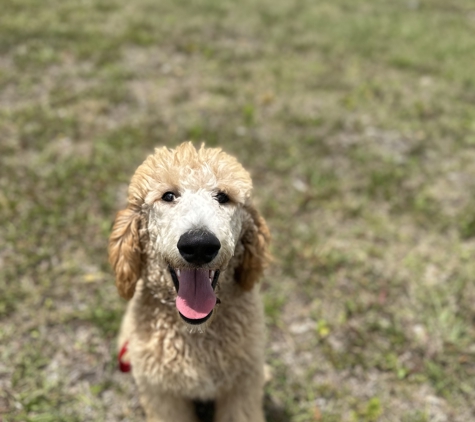 Fine Line Family K9 Dog Training - Loxahatchee, FL. Bingo, board and train, training, obedience