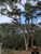 Cape Tree Service Albany - Tree Surgery