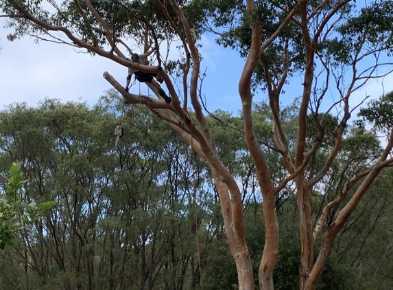 Cape Tree Service Albany - Mira Mar, WA
