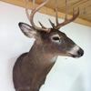 Luster Taxidermy gallery