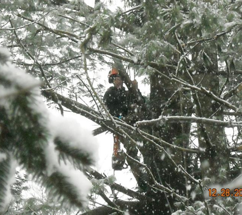 Magoon Tree - Canterbury, NH