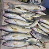 TheFishaholic/LakeErie Sport Fishing. gallery