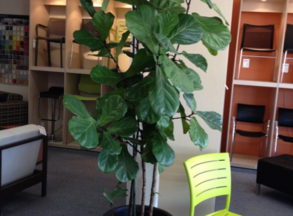 Darwin Indoor Plant Hire - Johnston, NT