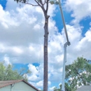 God's Country Lawn - Stump Removal & Grinding