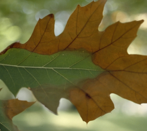 Tree Care Pros - Fort Worth, TX