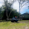 Big Fish & Little Fish Tree and Lawn Service gallery
