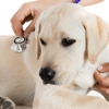 Affordable Veterinary Service gallery