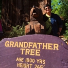 Grand Father Tree