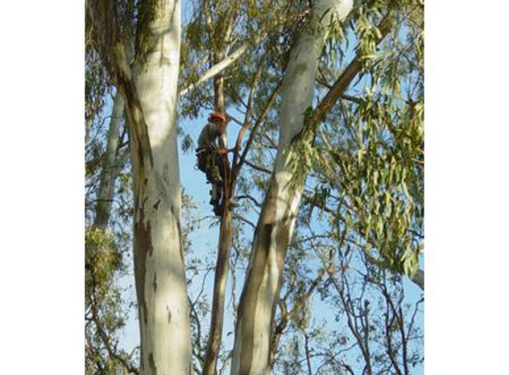 Corowa Tree Care