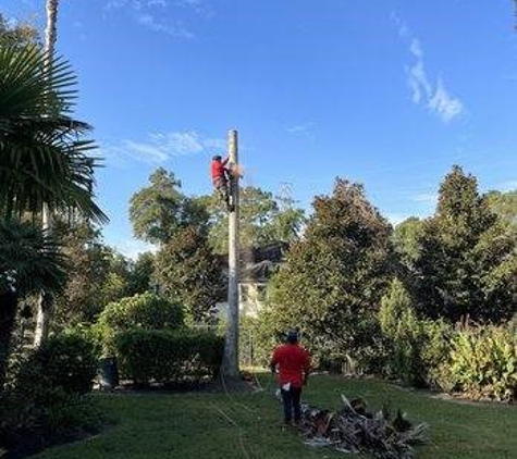 De Jesus Tree Service - Kingwood, TX