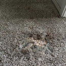 Compass Carpet Repair & Cleaning - Carpet & Rug Cleaners