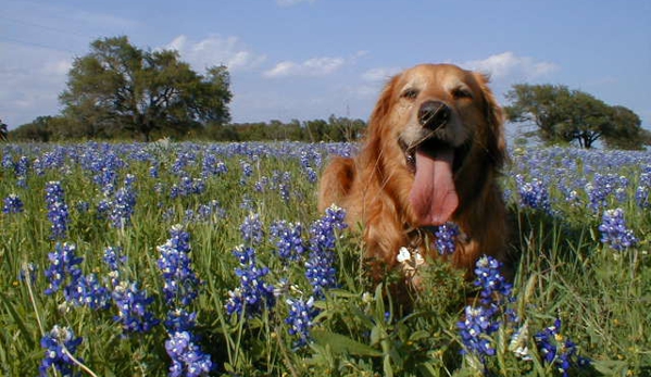 Southern Star Ranch Boarding Kennel & K9 Training Center - Florence, TX