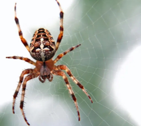 Bates Pest Control - Batehaven, NSW