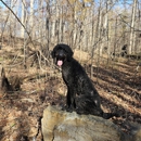 Deer Creek Canine Academy - Pet Services