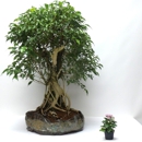 Miami Tropical Bonsai - Flowers, Plants & Trees-Silk, Dried, Etc.-Retail