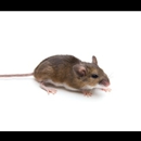 Michigan Critter Free Control - Pest Control Services