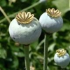 PoppySeedSale gallery