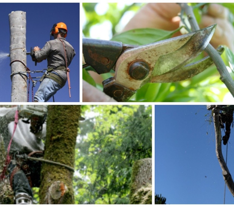 Quality Tree Services - Verona, NJ