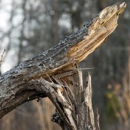 Alaska Hydro Ax Land Clearing - Stump Removal & Grinding