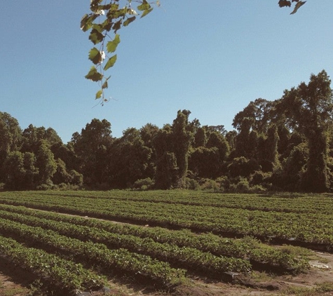 Boone Hall Farms Market - Mount Pleasant, SC