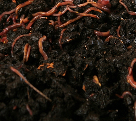 Worm Power - Dulong, QLD