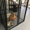 Super Care Kennels gallery