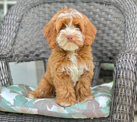 Loving Labradoodles - Morgan Hill, CA