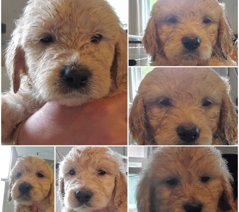 Golden Beauties Driven To Doodles, Llc. Goldendoodle puppies