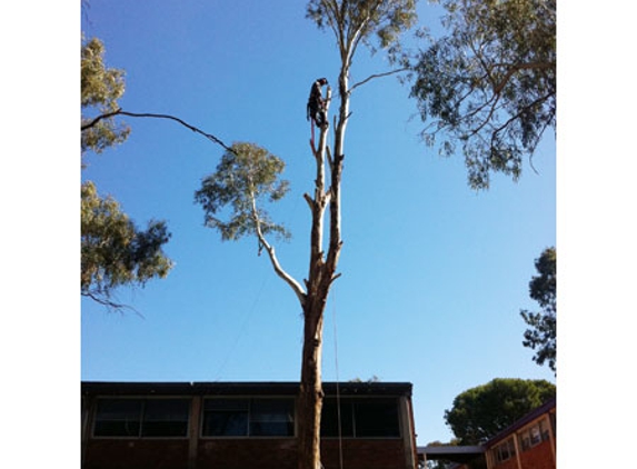 Western Tree Management NSW Pty Ltd