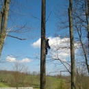 Beavers Tree Service - Tree Service