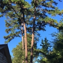 MA Garcia Tree Service - Tree Service