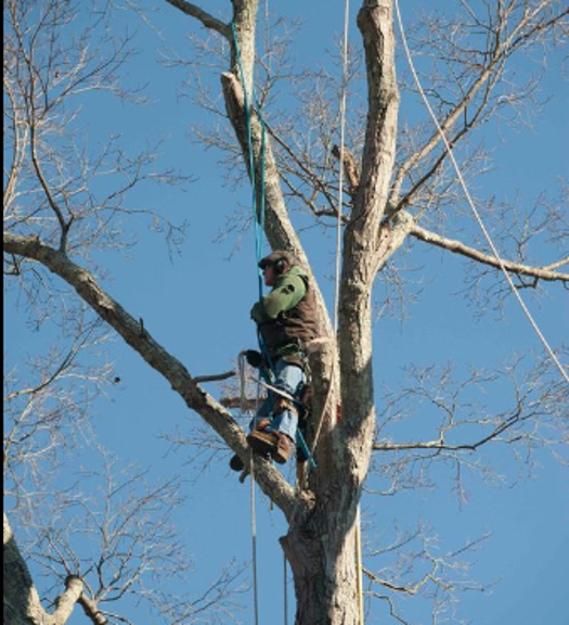 All Season Tree Care - Redding, CT