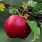 Maddock Ranch Nursery