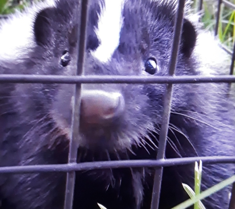 Can Catch Varmint Control - Port Huron, MI. Up close and personal